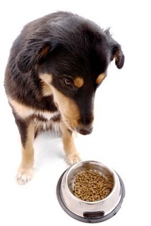 Dog with food allergies