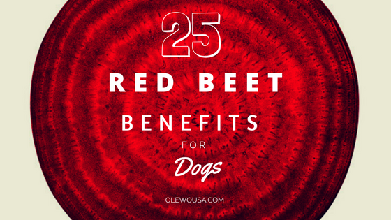 25 Red Beet Benefits for Dogs