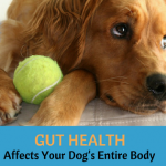 Gut Health in Dogs