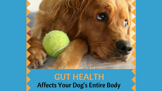 Gut Health in Dogs
