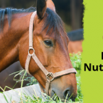 26 horse nutrition tips