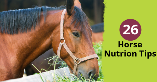 26 horse nutrition tips