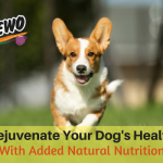 Rejuvenate Your Dog's Health - Blog