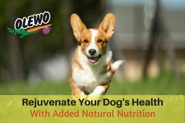 Rejuvenate Your Dog's Health - Blog