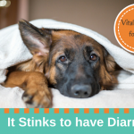 Dog Diarrhea is a common ailment in pets