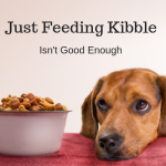 Feeding Kibble