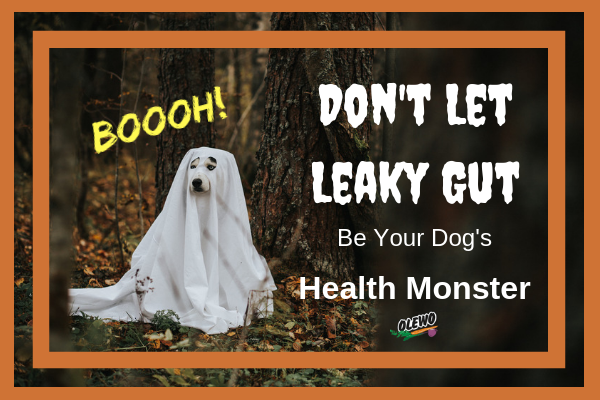 Leaky Gut in Dogs