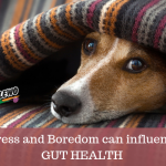 Stress and Gut Health