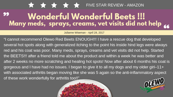 wonderful beets for dogs