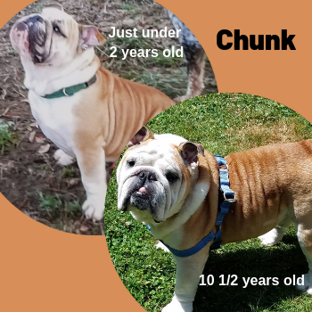 Healthy English Bulldog with Olewo Carrots