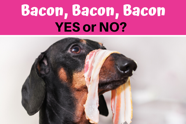 can dogs eat bacon