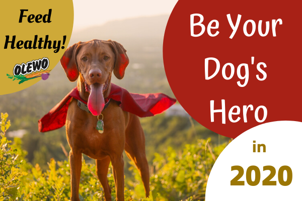 Be Your Dog's Hero