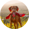 Be your Dog's Hero Icon