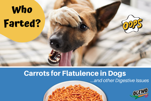 Carrots for flatulence in dogs - Blog