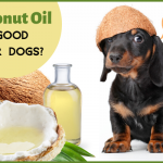 Coconut Oil Good for Dogs - Blog