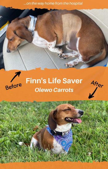 Dachshund Before & After Olewo Carrots