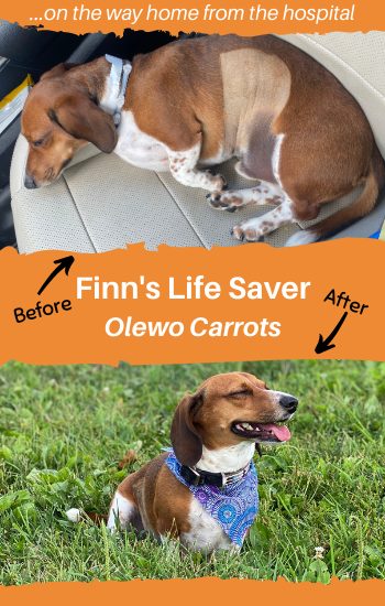 Dachshund Before & After Olewo Carrots