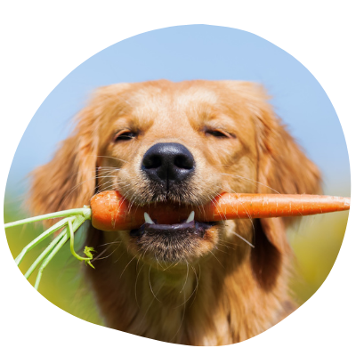 We love carrots! 🥕#naturalpetcare #healthydog #doghealthcare