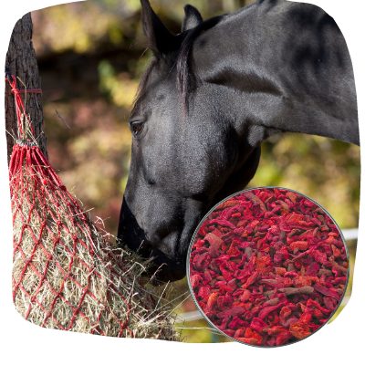 easy to feed beets for horses