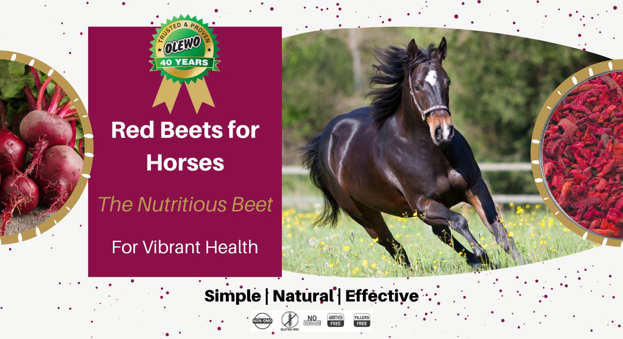 olewo red beets for horses page