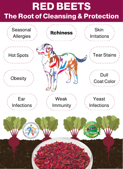 beets for dogs benefits