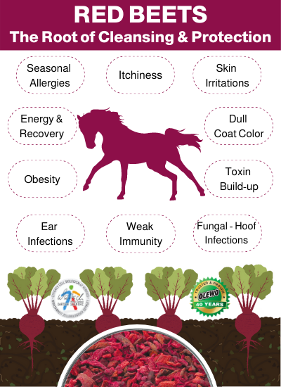 beets for horses benefits