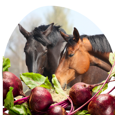 beets for horses