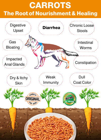 carrots for dogs benefits