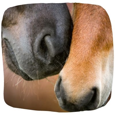 horse respiratory health