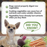 dogs cannot digest raw carrots