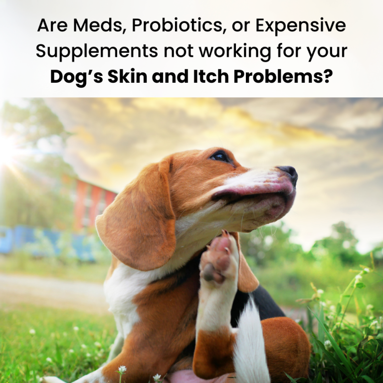 Natural Relief for Dog Allergies and Itching with Olewo Red Beets