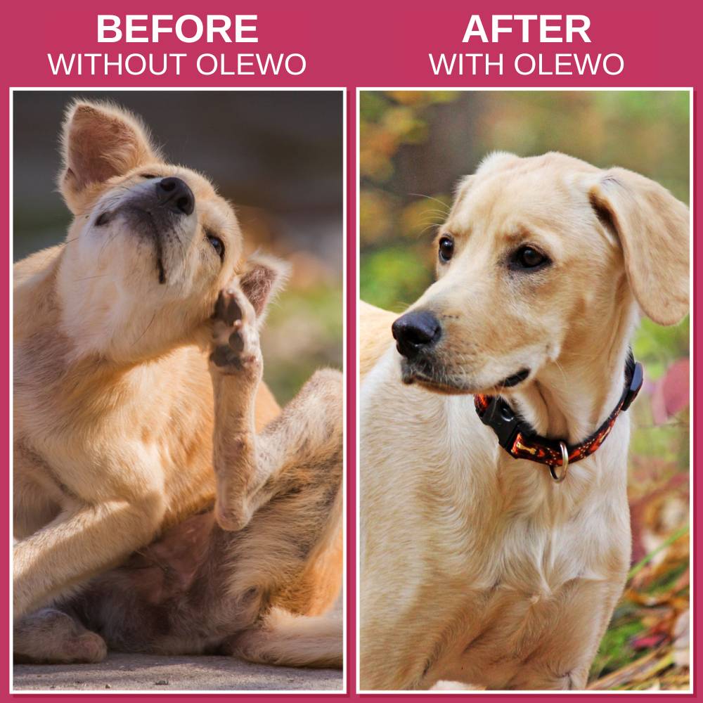 Before and After Olewo Beets for Dogs