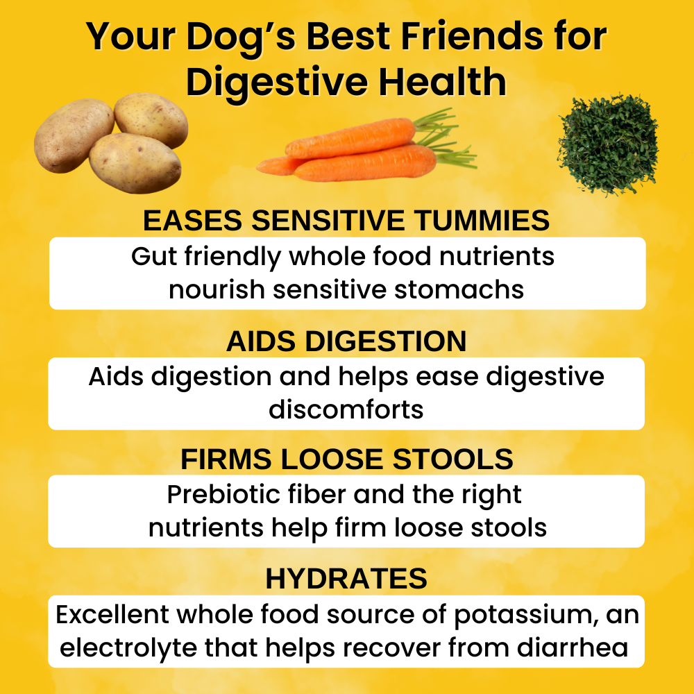 Dogs Best Friends for Digestive Health