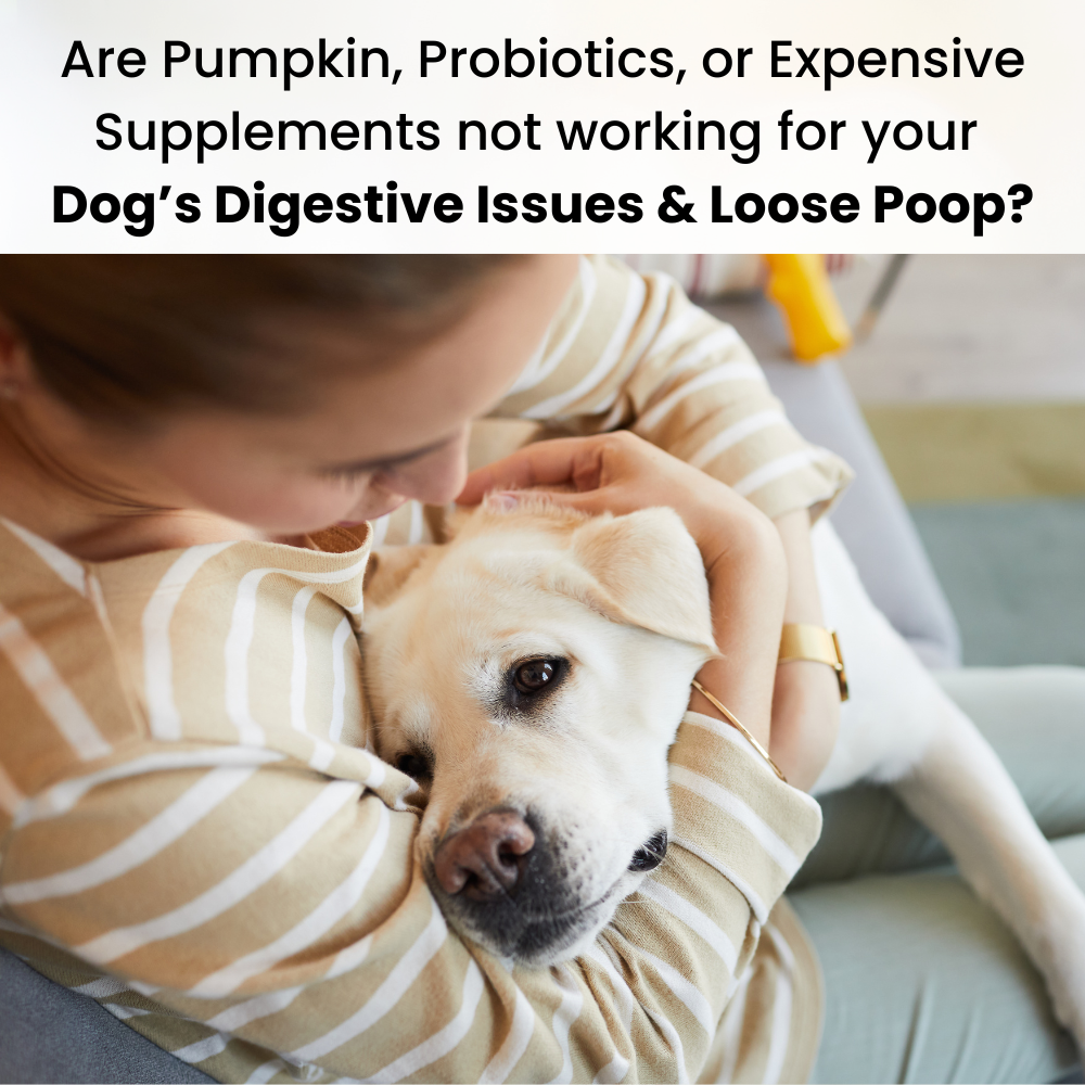 Pumpkin, Probiotics, Expensive Supplements not working for dog digestive issues and loose poop