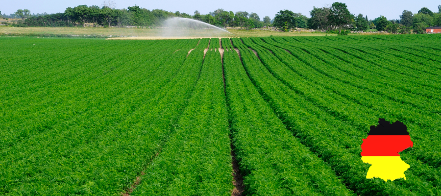 Carrot Farmingt in Germany