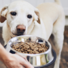 How Nutrient Absorption Affects Your Dog’s Health