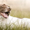 The Importance of Detoxification for Your Dog