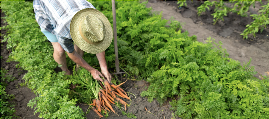 Carrot Harvest in Germany