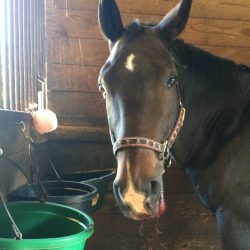 Camillo-laps-up-Olewo-Beets