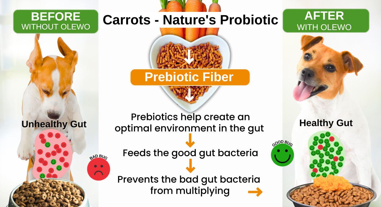 Dog before and after Olewo Carrots for digestive health