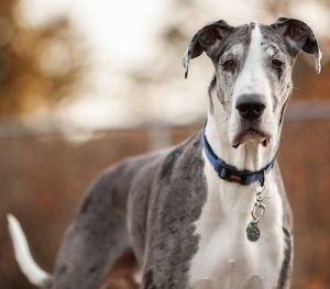 Olewo Carrots help Great Dane's digestion