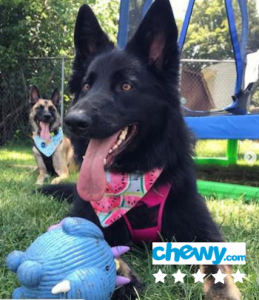 No more anal gland issues with Olewo Carrots