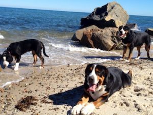 Olewo Carrots and Beets compliment dogs raw diet