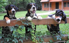Greater Swiss Mountain Dogs healthy with Olewo