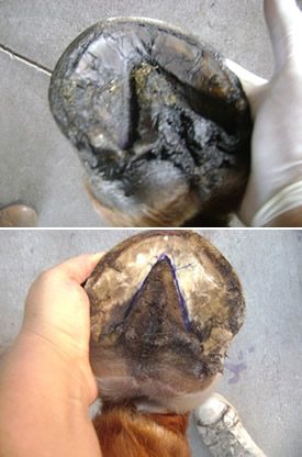 Improved hoof health with Olewo Carrots