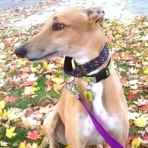 healthy greyhound with olewo carrots