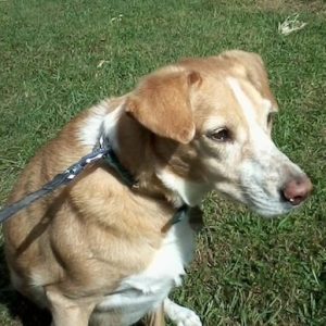 Dog nursed back to health with Olewo Carrots