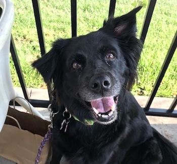 Olewo Carrots have been a game changer for Lydia