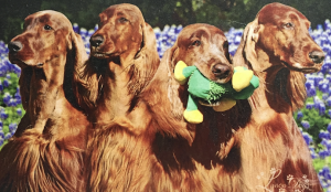 Irish Setter Show Dogs have vibrant coats from Olewo Carrots