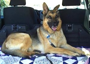 Rescued dog in vibrant health with Olewo Carrots